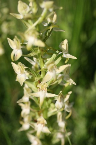 96-plantanthera algeriensis